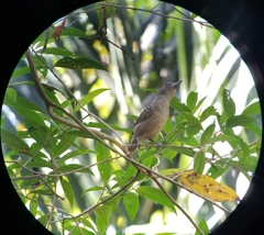 Cymbilaimus lineatus