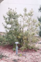 Cathaya argyrophylla