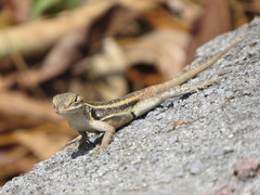 Sceloporus variabilis marmoratus