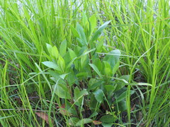 Physostegia correllii