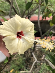 Hibiscus rosa-sinensis