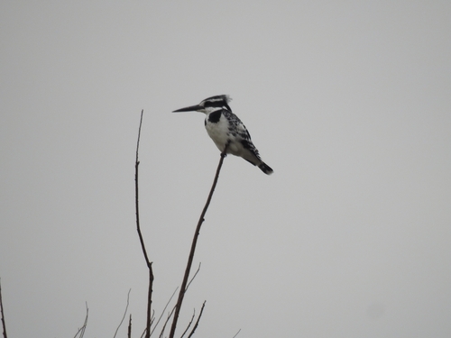 Pied Kingfisher