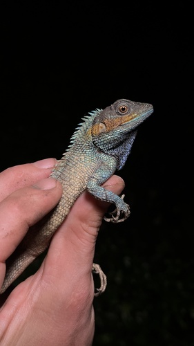 Vietnamese Blue Crested Lizard, Calotes bachae