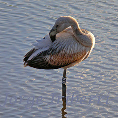 Phoenicoparrus andinus