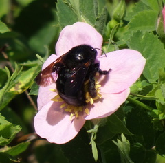 Xylocopa sonorina
