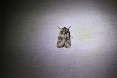 Lacinipolia olivacea