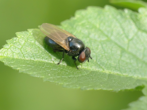 Dasiops latifrons