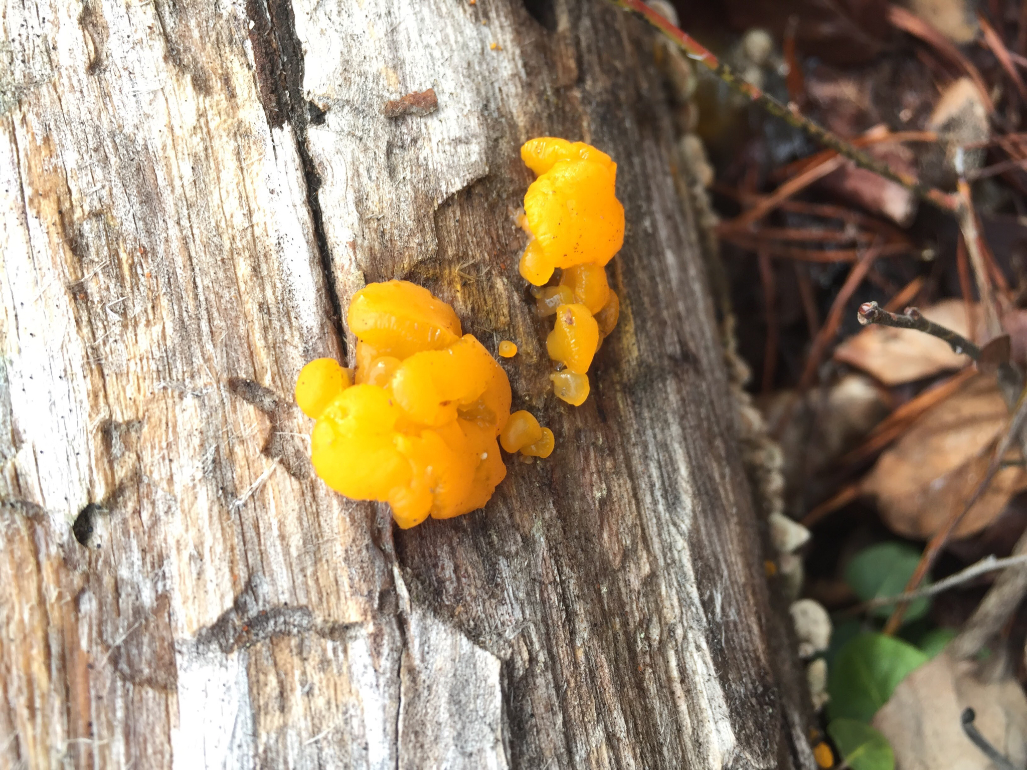 Dacrymyces chrysospermus image