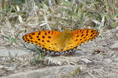 Argynnis hyperbius hyperbius