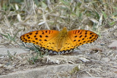 Argynnis hyperbius hyperbius