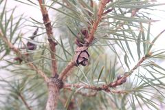 Cathaya argyrophylla