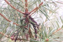 Cathaya argyrophylla