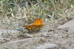 Argynnis hyperbius hyperbius