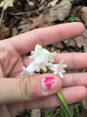 Hyacinthoides hispanica