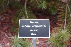 Cathaya argyrophylla