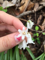Hyacinthoides hispanica