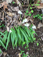 Hyacinthoides hispanica