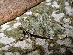 Pseudocoremia indistincta