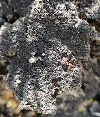 Fuscopannaria coralloidea