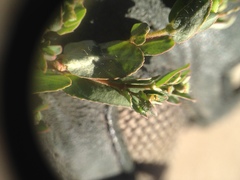 Euphorbia eichleri