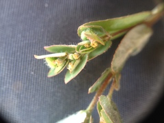 Euphorbia eichleri