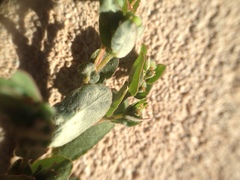 Euphorbia eichleri