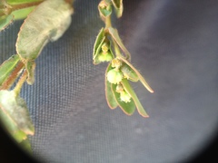 Euphorbia eichleri