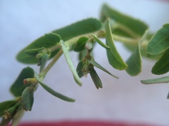 Euphorbia eichleri