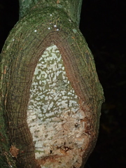 Pseudocoremia indistincta