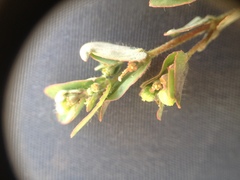 Euphorbia eichleri