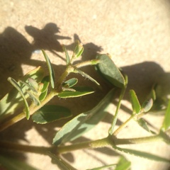 Euphorbia eichleri