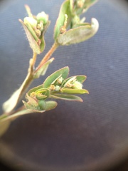 Euphorbia eichleri