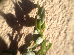 Euphorbia eichleri