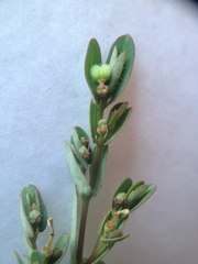 Euphorbia eichleri
