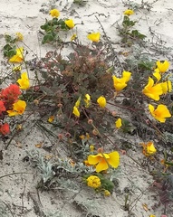 Eschscholzia californica maritima