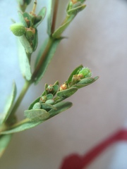 Euphorbia eichleri