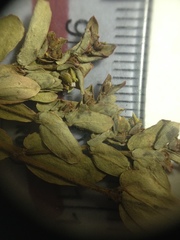 Euphorbia eichleri