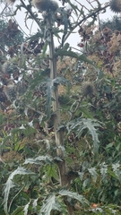Cirsium subcoriaceum image