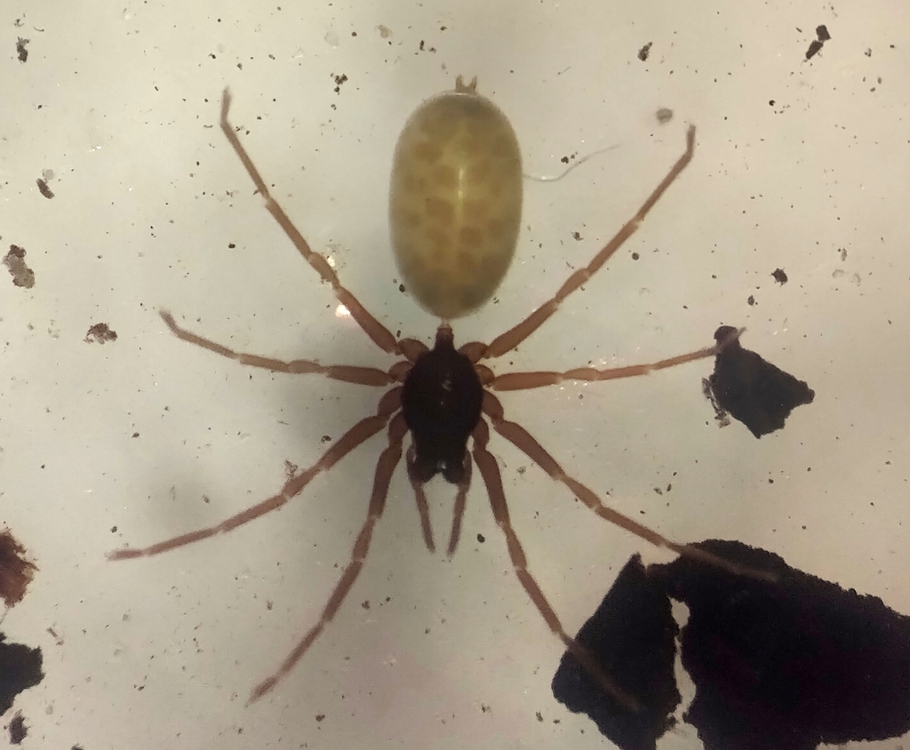 Rhode scutiventris