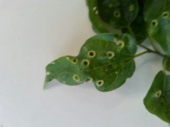 Pachypsylla celtidisasterisca