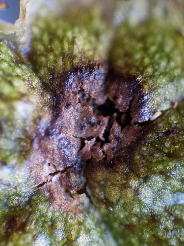 Representative image of Didymosphaeria