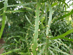 Muehlenbeckia platyclada