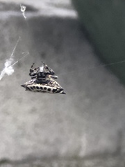 Gasteracantha cancriformis