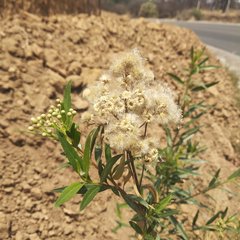 Baccharis salicifolia