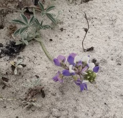 Lupinus variicolor