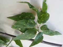 Pachypsylla celtidisasterisca