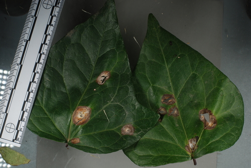 Boeremia hedericola