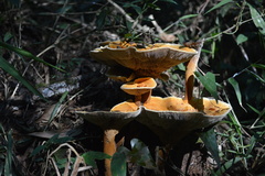 Stiptophyllum erubescens