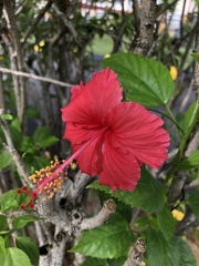 Hibiscus rosa-sinensis