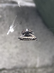 Gasteracantha cancriformis